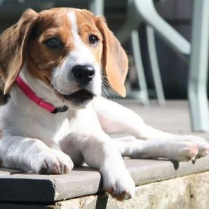 Meet your Posher, Dianna